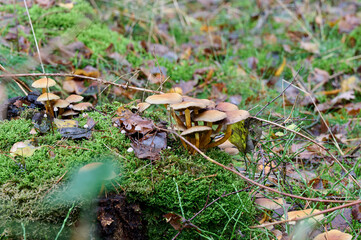 village of mushrooms surrounded by tiny ones in the moss, between twigs and autumn leaves