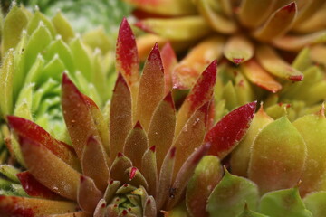 Rojnik Devil's Touch sempervivum