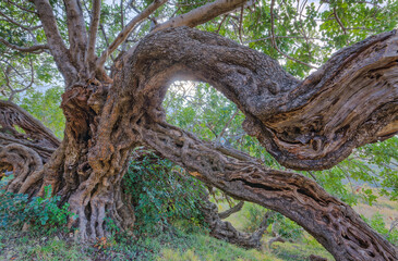Ancient Carob Tree in Komiza, Croatia