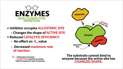 Enzymes Non-competitive Inhibitor Summary Infographic - obrazy, fototapety, plakaty