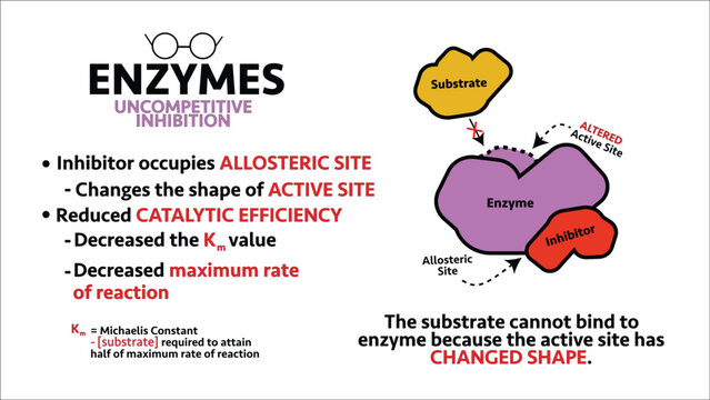 Enzymes Uncompetitive Inhibitor Summary Infographic