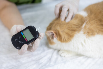 The veterinarian carefully removes a drop of blood from the cat's ear to measure glucose. A doctor drops a drop of blood onto a test strip in a glucose measuring machine. Glucosemetry. © Александр Лебедько