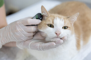 The veterinarian carefully removes a drop of blood from the cat's ear to measure glucose. A doctor...