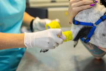 The veterinarian carefully applies the bandage to the dog's paw. Holding the dog's paw in his hand,...