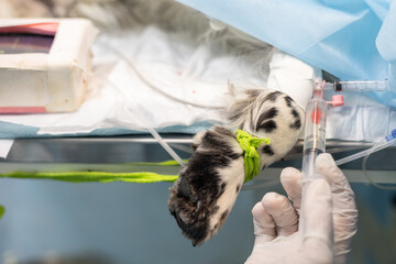 A veterinary anesthesiologist administers medication from a syringe into a catheter in a pet's paw...