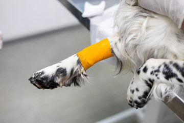 A dog's injured paw was bandaged at a veterinary clinic. The veterinarian applied a bandage to the...