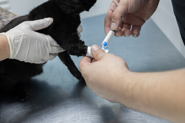 A veterinarian administers medication from a syringe to a small cat through an intravenous catheter...