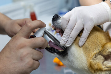 A veterinary anesthesiologist uses a laryngoscope to place an endotracheal tube in a dog before...