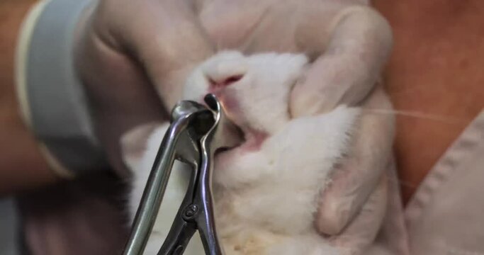 A veterinarian examines the teeth in a rabbit's mouth. A doctor examines the teeth in a rabbit's mouth to file them down. Caring for a rabbit's teeth in a veterinary clinic.