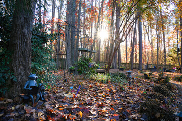 autumn in the forest