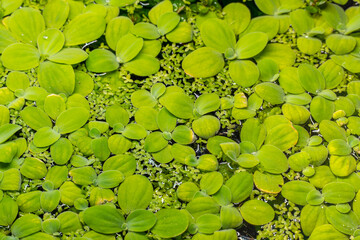 Planted freshwater hobby aquarium with green plants duck weed on surface. Top down view of duckweed...