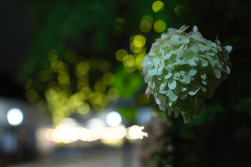 flower at the night