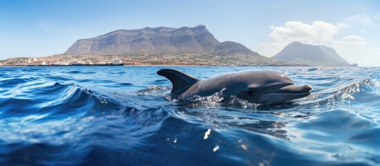 Whale watching on canary island pilot whale in sea. Copyspace image. Header for website template - obrazy, fototapety, plakaty