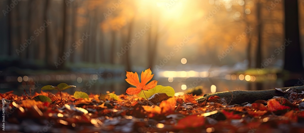 Aufkleber sunrise in autumn forest tilt shift lens. copyspace image. header for website template