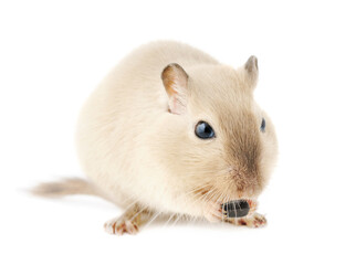 Cute Siamese pet gerbil nibbling on a seed, isolated on white.