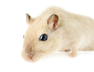Close-up of a curious cream-colored gerbil looking forward with curiosity, isolated on white.