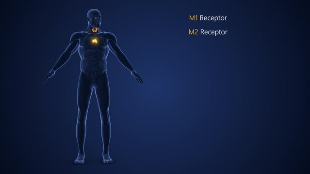 Male Endocrine System or Muscarinic acetylcholine receptor