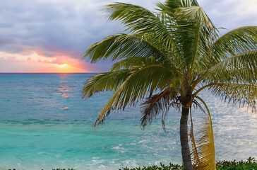Bahamas- Palm at Sunset
