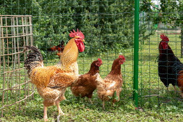 roosters and hens of brown color on the grass in the background