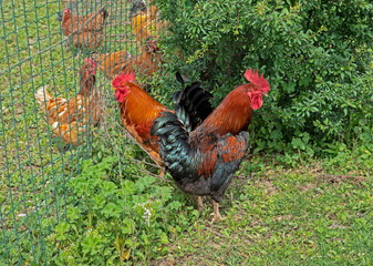 Canarian free-range chicken and wild boar on grass background