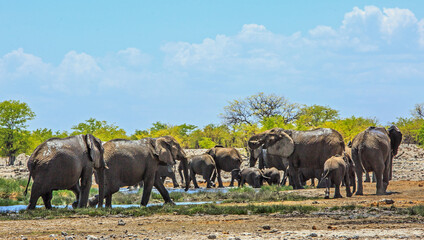 Panoramic view of  a herd of elephants having fun at a waterhole -  Rietfontein, Etosha - Powered by Adobe