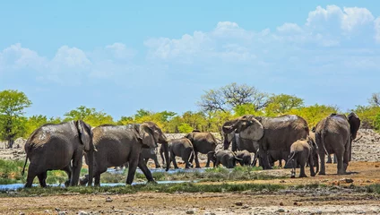 Fotobehang Panoramic view of  a herd of elephants having fun at a waterhole -  Rietfontein, Etosha © paula