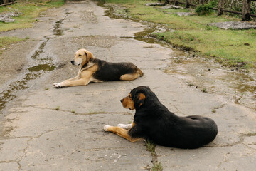 Two stray dogs on the street