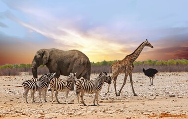 Elephant, Giraffe and Zebra standing close together on the dry arid African plains - obrazy, fototapety, plakaty