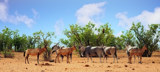 Red Hartebeest and Eland standing together in the African Bush - the Eland is the centre of focus, and motion blur on red hartebeest. - obrazy, fototapety, plakaty