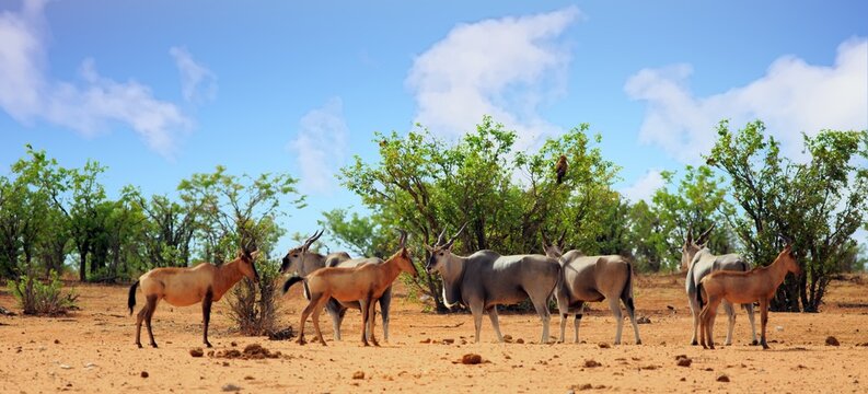 Red Hartebeest and Eland standing together in the African Bush - the Eland is the centre of focus, and motion blur on red hartebeest.