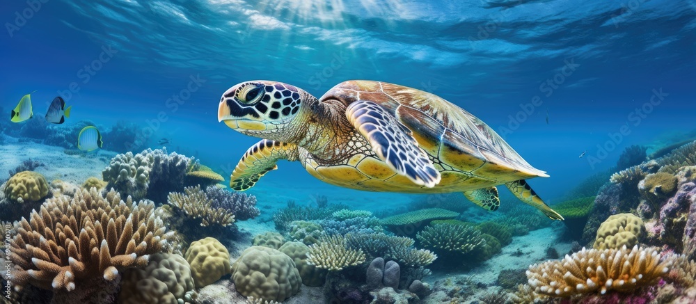 Poster sea turtle relaxing in its natural habitat among beautiful coral reef in clear tropical water. copys