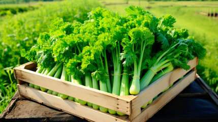 close up of a tray full of delicious freshly picked farm fresh celery, organic product. view from above. AI generate - 690770436