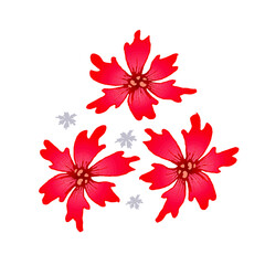 Red Christmas poinsettia winter flower. Vector hand drawn illustration, isolate on white background.