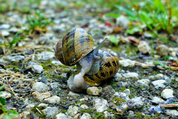 Close up of garden snails (Cornu aspersum) mating in the rain
