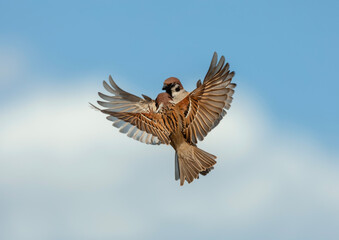 two sparrow birds fly and flutter their wings against the background of the blue sky arguing