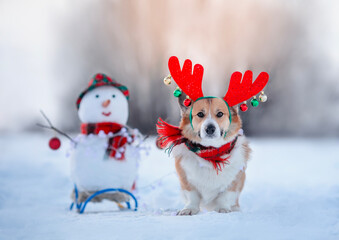 New Year card with cute Christmas corgi in reindeer antlers in a scarf with a snowman in a winter...