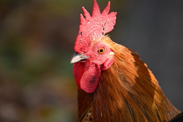 Rostroter Hahn