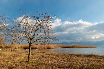 Single tree by the lake in autumn, dramatic cloudy sky in the background,space left for text