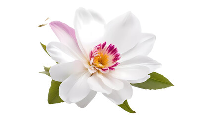 white water lily on transparent background PNG , flower 