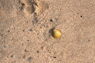 Fototapeta na wymiar Shell on sand top view.
