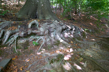 Tree roots in summer forest.