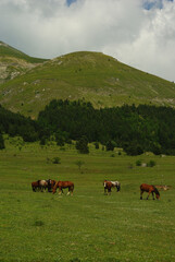 Fototapeta na wymiar Horses grazing on the plateau