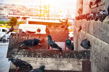 Pigeons waiting on the historical building wall. Herd of pigeons waiting by the wall together.