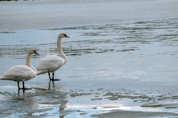 Obraz premium White swan onlake shore. Swan on beach. Swan on shore