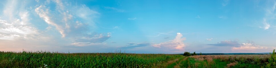Obraz na płótnie Canvas Panoramic view of Corn field plantation with blue sky background.