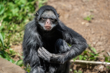 Fototapeta premium White-cheeked Spider Monkey (Ateles marginatus)