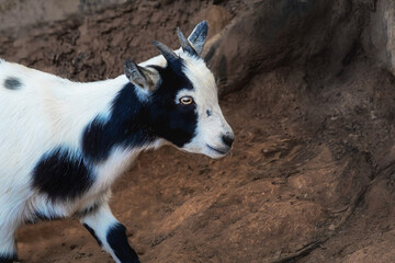 Baby Domestic Goat (Capra hircus)