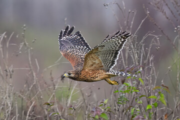 Red-shouldered Hawk Flying across a Field