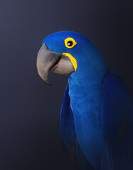 Hyacinth Macaw (Anodorhynchus hyacinthinus) - Blue Macaw