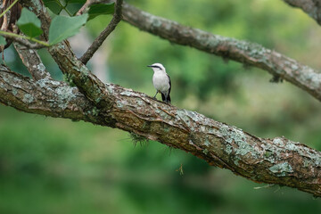 Masked Water Tyrant (Fluvicola nengeta)